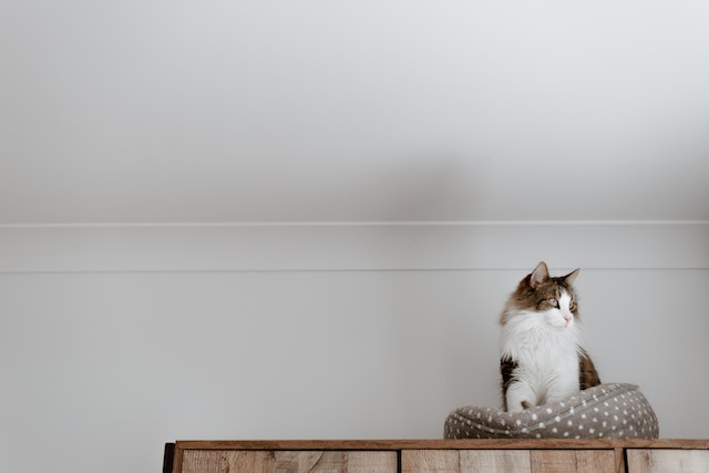 Transform Your Cat's Life With The Power Of Reverse Mortgages